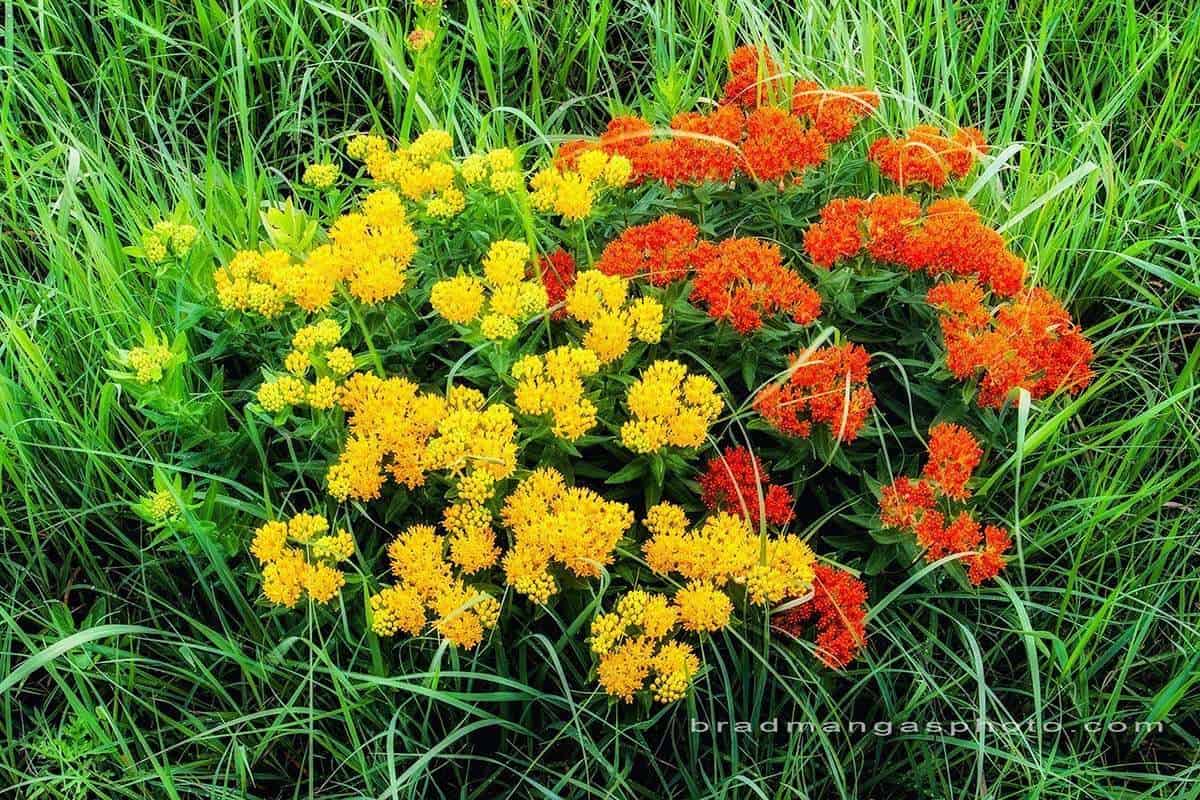 Wildflowers of Kansas
