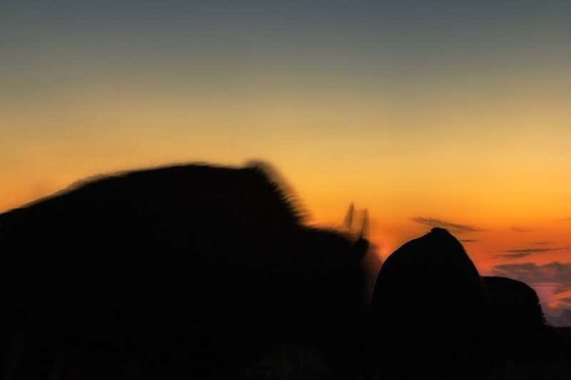 Kansas wildlife photography