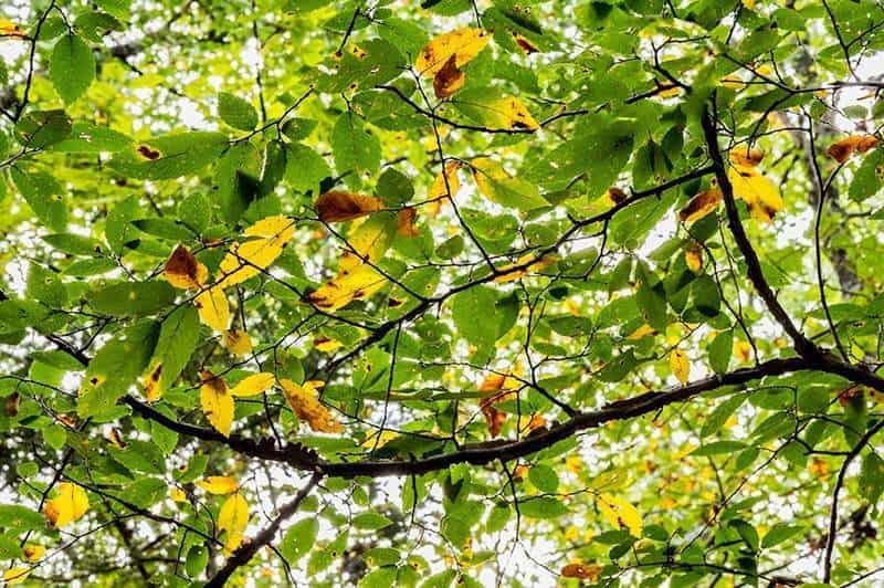 Nature Photography, Landscape Pictures