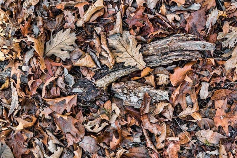 landscape, macro, photos