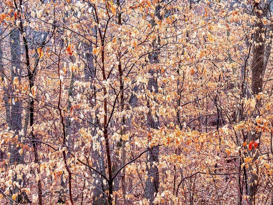 nature photography, trees, leaves