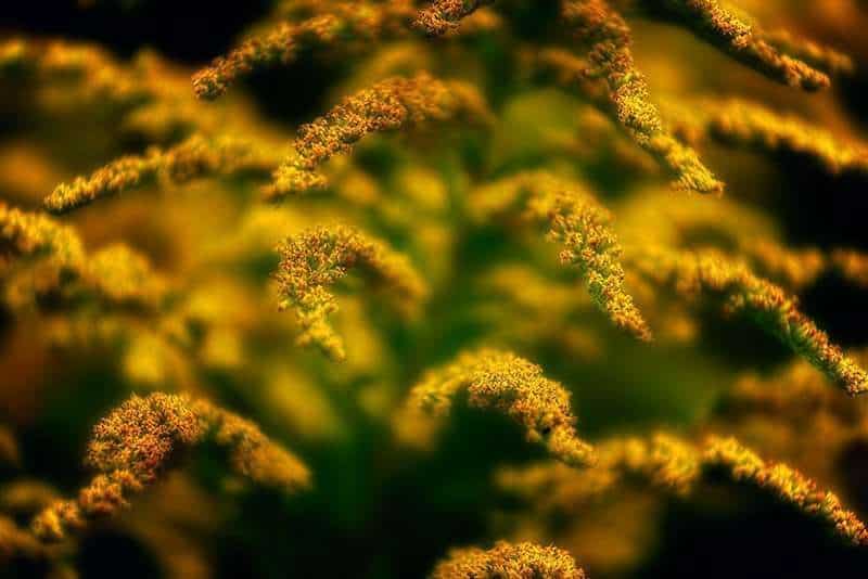 Goldenrod Glow