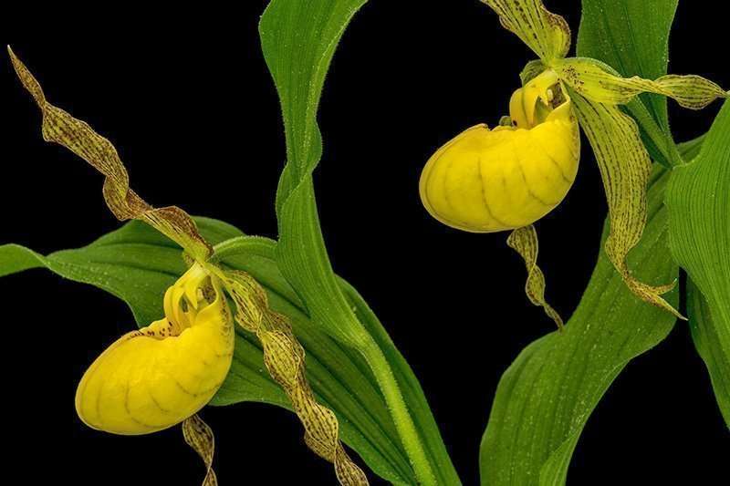 Lady Slipper Orchids | ©Brad Mangas