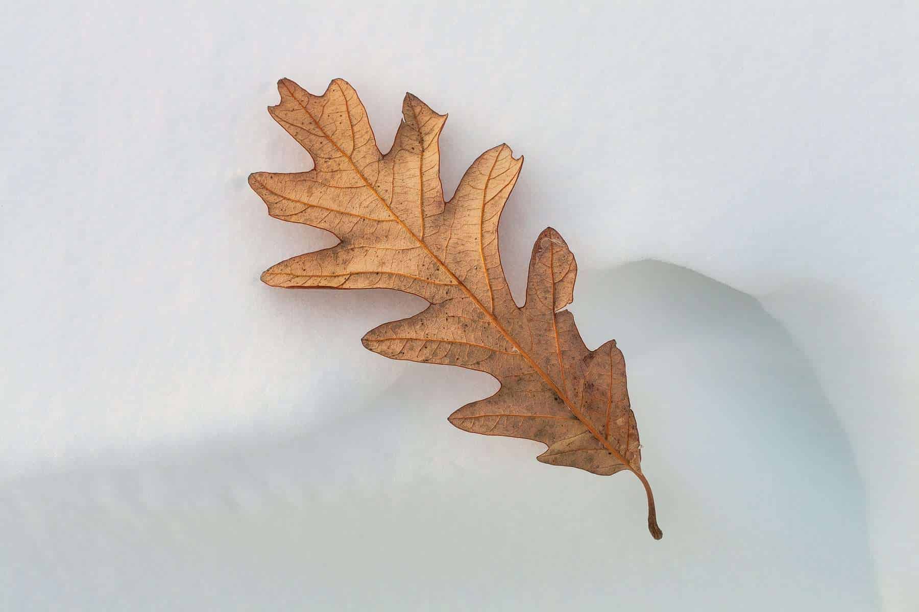 Natures seasonal details