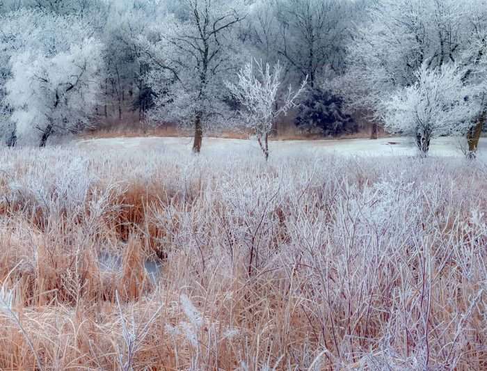 Frosted Disposition