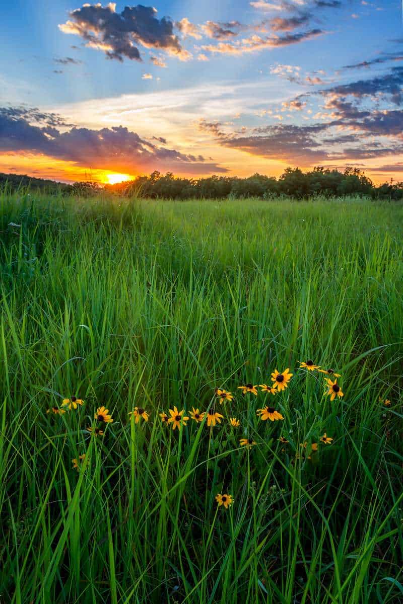 Eyes In The Tallgrass – WFSU_35379 Kansas Tallgrass Prairie & Wildflowers