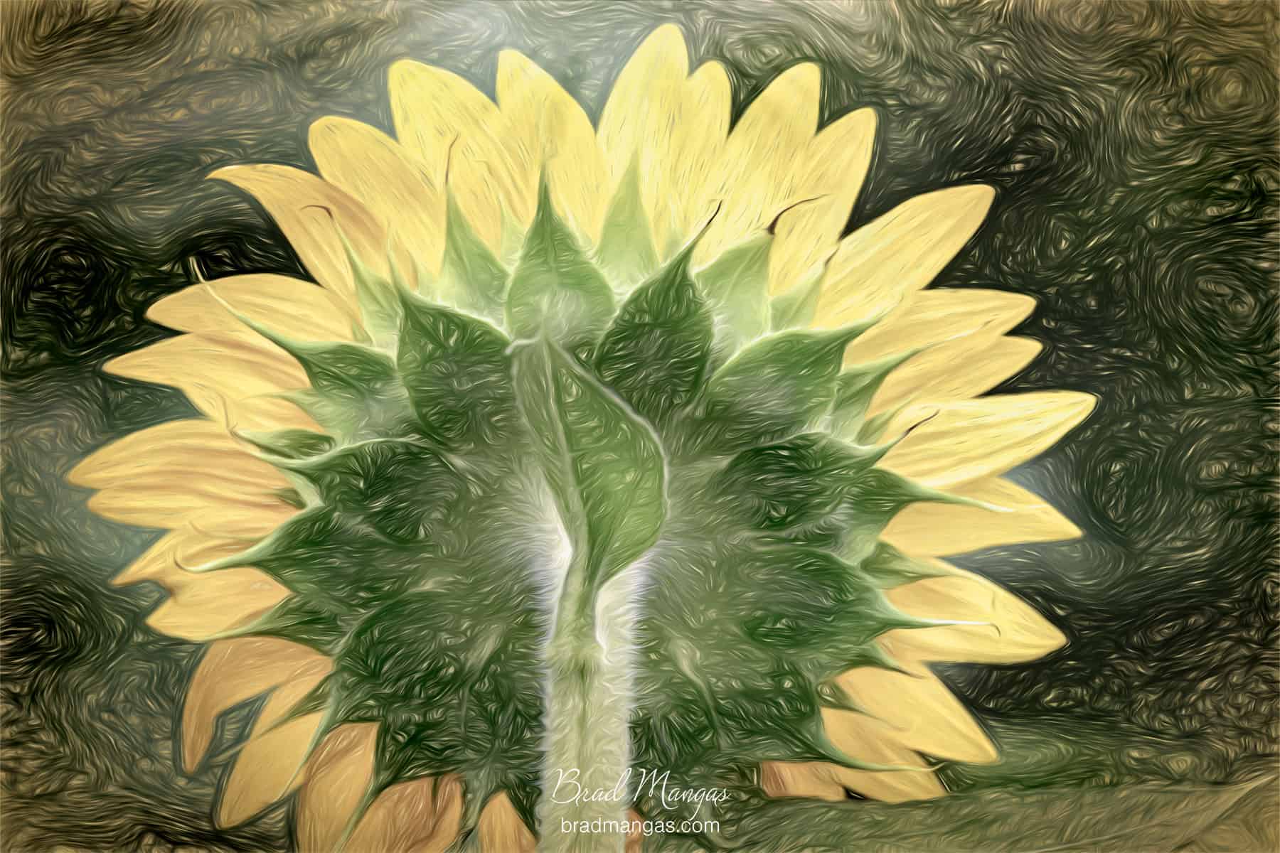 Intrinsic Sunflower FLSUDA 6878