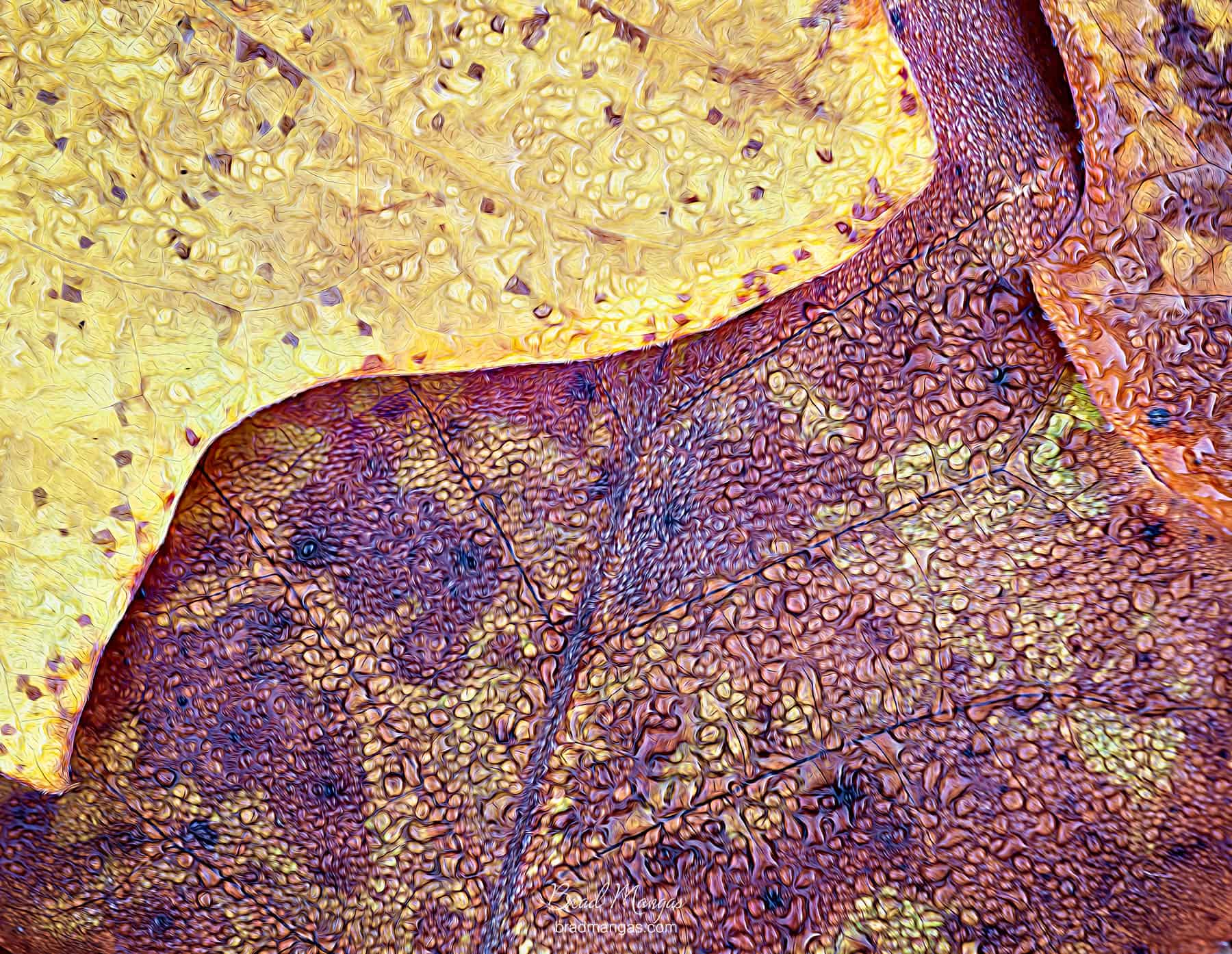 artistic photo of autumn leaves