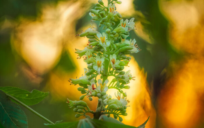 nature disorder beauty