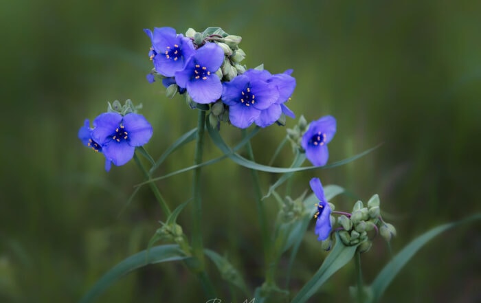 a group of blue flowers