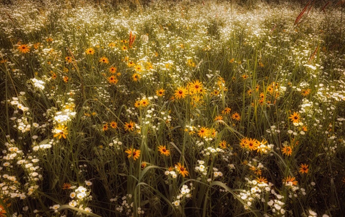 prairie wildflowers