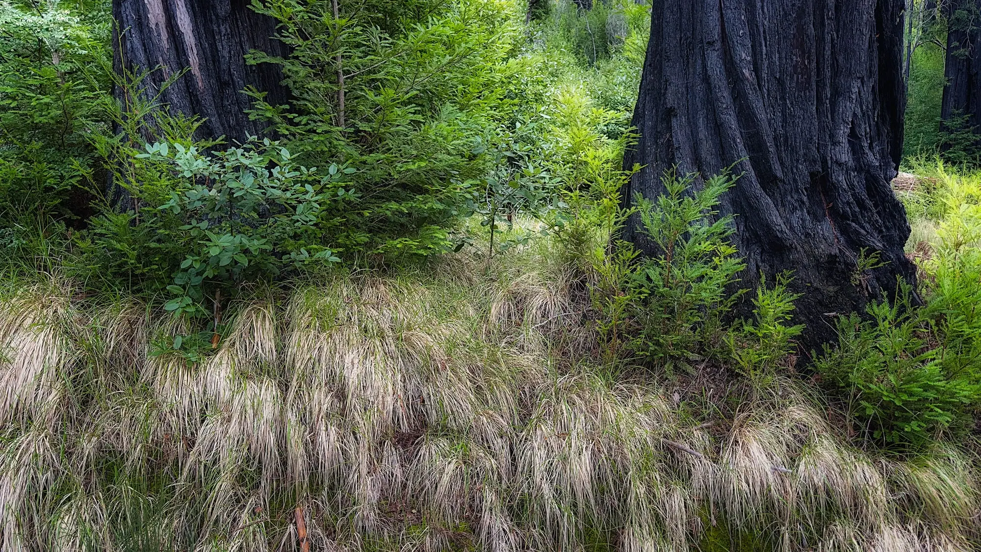 Scares From The Past – TRWI_9962 Glowing Little Bluestem Tallgrass Photo